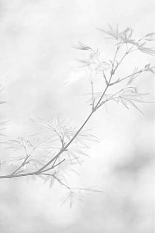 BLACK_AND_WHITE_CLOSE_UP_IMAGE_OF_SPRING_LEAVES_OF_ACER_PALMATUM_BENITSUKASA