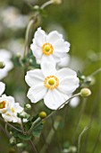 VILLA GIUSEPPINA  LAKE COMO  ITALY  - WHITE FLOWERS OF ANEMONE JAPONICA HONORINE JOUBERT