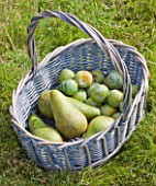 DESIGNER CLARE MATTHEWS  DEVON : FRUIT GARDEN PROJECT - WICKER BASKET WITH FRESHLY PICKED PEARS AND GREENGAGES