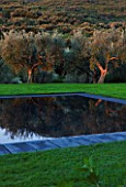 ARGENTARIO GARDEN  ITALY - DESIGNER: PAOLO PEJRONE  - BLACK SWIMMING POOL WITH OLIVES
