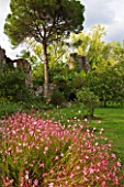 NINFA GARDEN, GIARDINI DI NINFA, ITALY: PLANTING OF GAURA LINDHEIMERI WITH PINE AND RUINED BUILDING IN THE BACKGROUND. LAWN, ROMANTIC, ITALIAN GARDEN, MEDITTERANEAN
