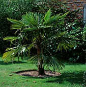 THE CHUSAN PALM  TRACHYCARPUS FORTUNEI  OUTSIDE ANGUS WHITES HOUSE AT ARCHITECTURAL PLANTS  SUSSEX