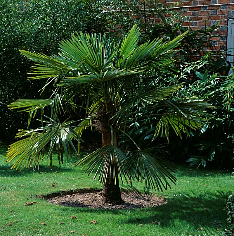 THE_CHUSAN_PALM__TRACHYCARPUS_FORTUNEI__OUTSIDE_ANGUS_WHITES_HOUSE_AT_ARCHITECTURAL_PLANTS__SUSSEX