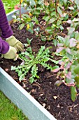 DESIGNER: CLARE MATTHEWS: FRUIT GARDEN PROJECT - REMOVING WEED IN BLUEBERRY BED BY HAND