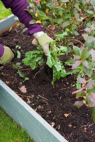 DESIGNER_CLARE_MATTHEWS_FRUIT_GARDEN_PROJECT__REMOVING_WEED_IN_BLUEBERRY_BED_BY_HAND