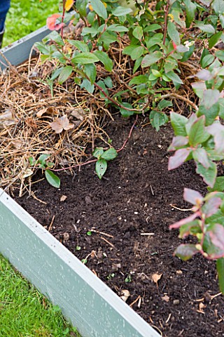 DESIGNER_CLARE_MATTHEWS_FRUIT_GARDEN_PROJECT__BLUEBERRY_BED_AFTER_WEEDING_WITH_MULCH_ADDED