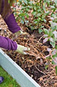 DESIGNER: CLARE MATTHEWS: FRUIT GARDEN PROJECT - CLARE ADDS MULCH TO BLUEBERRY BED AFTER WEEDING