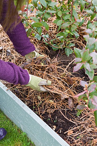 DESIGNER_CLARE_MATTHEWS_FRUIT_GARDEN_PROJECT__CLARE_ADDS_MULCH_TO_BLUEBERRY_BED_AFTER_WEEDING