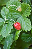 DESIGNER: CLARE MATTHEWS: FRUIT GARDEN PROJECT - CLOSE UP OF THE RED FRUIT OF ALPINE STRAWBERRY