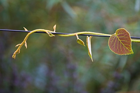 DESIGNER_CLARE_MATTHEWS_FRUIT_GARDEN_PROJECT__BEAUTIFUL_LEAVES_AND_STEM_OF_KIWI_JENNY_TRAINED_ALONG_