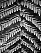 RHS GARDEN  WISLEY   SURREY - BLACK AND WHITE CLOSE UP OF LEAF OF DICKSONIA SQUARROSA