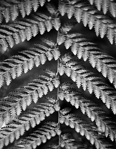RHS_GARDEN__WISLEY___SURREY__BLACK_AND_WHITE_CLOSE_UP_OF_LEAF_OF_DICKSONIA_SQUARROSA