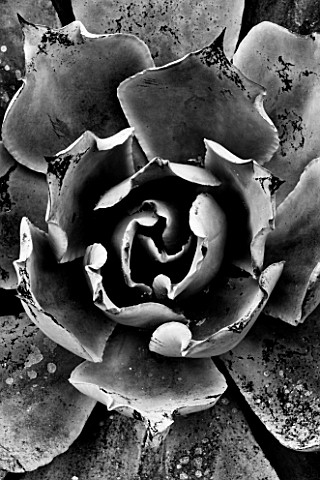 RHS_GARDEN__WISLEY___SURREY__BLACK_AND_WHITE_IMAGE_OF_ECHEVERIA_AFTERGLOW__SUCCULENT