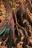 RHS GARDEN  WISLEY  SURREY . ROOTS OF THE TREE - METASEQUOIA GLYPTOSTROBOIDES - DAWN REDWOOD