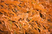 RHS GARDEN  WISLEY  SURREY . CLOSE UP OF AUTUMN COLOUR OF LEAVES OF METASEQUOIA GLYPTOSTROBOIDES