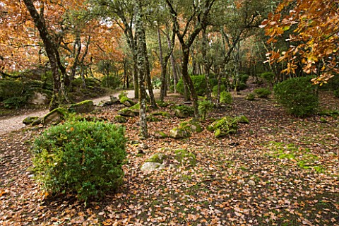 THE_PRIORY_OF_SAINTSYMPHORIEN__LUBERON__FRANCE__AUTUMN_CLIPPED_SHRUBS_IN_THE_WOODLAND