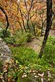 THE PRIORY OF SAINT-SYMPHORIEN  LUBERON  FRANCE  AUTUMN. CLIPPED SHRUBS IN THE WOODLAND