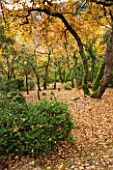 THE PRIORY OF SAINT-SYMPHORIEN  LUBERON  FRANCE  AUTUMN. CLIPPED SHRUBS IN THE WOODLAND
