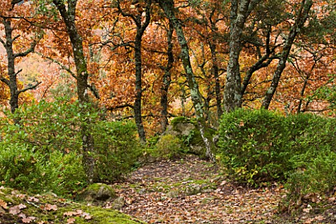 THE_PRIORY_OF_SAINTSYMPHORIEN__LUBERON__FRANCE__AUTUMN_CLIPPED_SHRUBS_IN_THE_WOODLAND