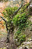 THE PRIORY OF SAINT-SYMPHORIEN  LUBERON  FRANCE  AUTUMN. FERNS AND ROCKS IN THE WOODLAND
