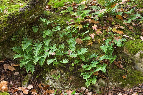 THE_PRIORY_OF_SAINTSYMPHORIEN__LUBERON__FRANCE__AUTUMN_FERNS_AND_ROCKS_IN_THE_WOODLAND