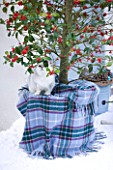 HIGHFIELD HOLLIES  HAMPSHIRE. ILEX AQUIFOLIUM SIBERIA IN CONTAINER WITH GREGORY THE CAT AND TARTAN WRAP. SNOW  WINTER