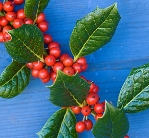 HIGHFIELD_HOLLIES__HAMPSHIRE__CLOSE_UP_OF_THE_RED_BERRIES_OF_THE_HOLLY__ILEX__AQUIFOLIUM_NELLIE_R_ST