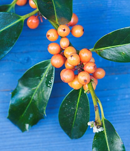 HIGHFIELD_HOLLIES__HAMPSHIRE__CLOSE_UP_OF_THE_ORANGE_BERRIES_OF_THE_HOLLY__ILEX__AMBER