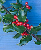 HIGHFIELD HOLLIES  HAMPSHIRE - CLOSE UP OF THE RED BERRIES OF THE HOLLY - ILEX  AQUIFOLIUM
