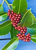 HIGHFIELD HOLLIES  HAMPSHIRE - CLOSE UP OF THE RED BERRIES OF THE HOLLY - ILEX  KOEHNEANA CHESTNUT LEAF