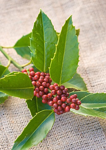 HIGHFIELD_HOLLIES__HAMPSHIRE__CLOSE_UP_OF_THE_RED_BERRIES_OF_THE_HOLLY__ILEX__KOEHNEANA_CHESTNUT_LEA