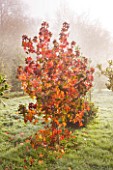 HIGHFIELD HOLLIES  HAMPSHIRE -  RED LEAVES IN FROST OF LIQUIDAMBAR