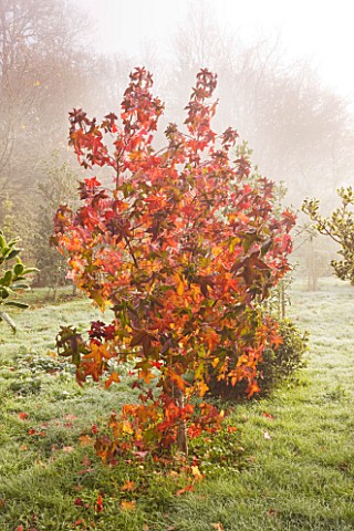 HIGHFIELD_HOLLIES__HAMPSHIRE___RED_LEAVES_IN_FROST_OF_LIQUIDAMBAR
