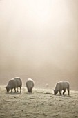 HIGHFIELD HOLLIES  HAMPSHIRE - SHROPSHIRE SHEEP WITH RAM ON THE LEFT IN MIST