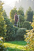 HIGHFIELD HOLLIES  HAMPSHIRE - LOUYISE BENDALL DUCK PRUNING ILEX GOLDEN KING ON A STEP LADDER