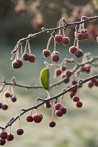 HIGHFIELD_HOLLIES__HAMPSHIRE__CLOSE_UP_OF_BERRIES_FRIUT_OF_MALUS_HUPEHENSIS