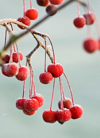 HIGHFIELD_HOLLIES__HAMPSHIRE__CLOSE_UP_OF_BERRIES_FRIUT_OF_MALUS_HUPEHENSIS