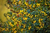 HIGHFIELD HOLLIES  HAMPSHIRE - YELLOW BERRIES OF THE HOLLY - ILEX BACCIFLAVA