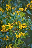 HIGHFIELD HOLLIES  HAMPSHIRE - YELLOW BERRIES OF THE HOLLY - ILEX BACCIFLAVA