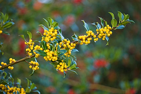 HIGHFIELD_HOLLIES__HAMPSHIRE__YELLOW_BERRIES_OF_THE_HOLLY__ILEX_BACCIFLAVA