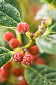 HIGHFIELD HOLLIES  HAMPSHIRE - RED FROSTY BERRIES OF THE HOLLY - ILEX J C VAN TOL