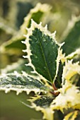 HIGHFIELD HOLLIES  HAMPSHIRE - FROSTED LEAVES OF THE SPIKY HOLLY - ILEX AQUIFOLIUM HANDSWORTH NEW SILVER