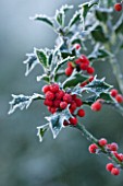 HIGHFIELD HOLLIES  HAMPSHIRE - FROSTED LEAVES AND RED BERRIES OF THE HOLLY - ILEX AQUIFOLIUM ALASKA