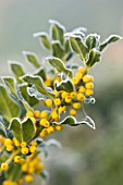 HIGHFIELD HOLLIES  HAMPSHIRE - FROSTED LEAVES AND YELLOW BERRIES OF ILEX AQUIFOLIUM BACCIFLAVA