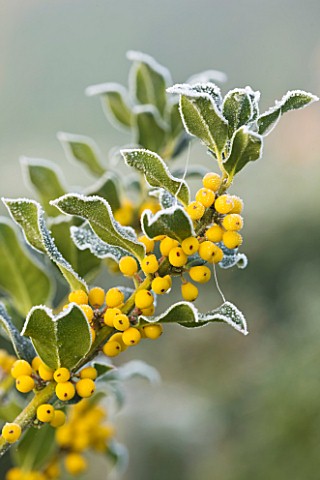 HIGHFIELD_HOLLIES__HAMPSHIRE__FROSTED_LEAVES_AND_YELLOW_BERRIES_OF_ILEX_AQUIFOLIUM_BACCIFLAVA