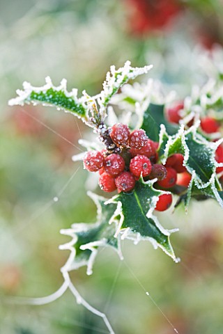 HIGHFIELD_HOLLIES__HAMPSHIRE__FROSTED_LEAVES_AND_RED_BERRIES_OF_ILEX_AQUIFOLIUM_ALASKA