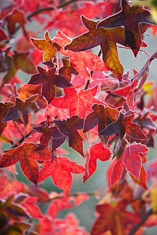 HIGHFIELD_HOLLIES__HAMPSHIRE__FROSTED_RED_LEAVES_OF_LIQUIDAMBAR
