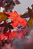 HIGHFIELD HOLLIES  HAMPSHIRE - FROSTED RED LEAVES OF LIQUIDAMBAR