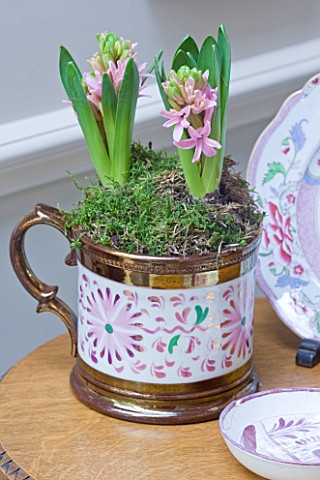 DESIGNER_BUTTER_WAKEFIELD__LONDON__THE_CONSERVATORY__CUP_PLANTED_WITH_PINK_HYACINTHS