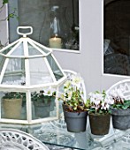 DESIGNER: JACKY HOBBS  LONDON: GLASS CLOCHE OUTSIDE DINING ROOM  WHITE CYCLAMEN AND HELLEBORES IN CONTAINERS